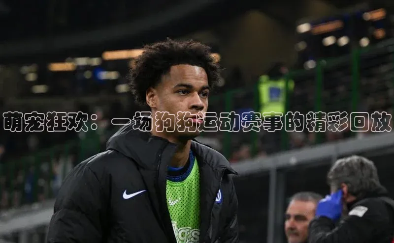 萌宠狂欢：一场狗狗运动赛事的精彩回放