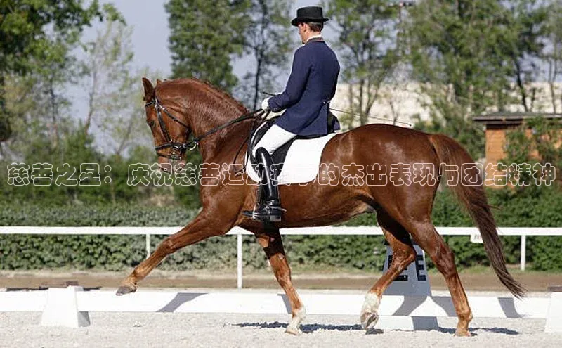 慈善之星：庆祝慈善运动赛事的杰出表现与团结精神